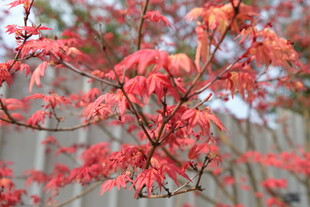 红枫叶树枝特写