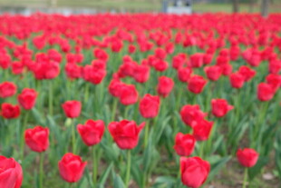红色郁金香花海