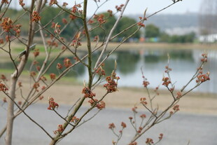 湖畔枝头初绽的鲜嫩花蕾