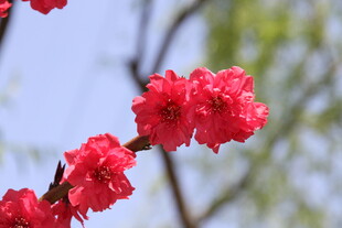 娇艳桃花枝头绽放