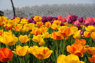 多彩郁金香花海美景