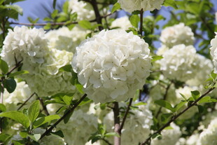 洁白绣球花绽放枝头