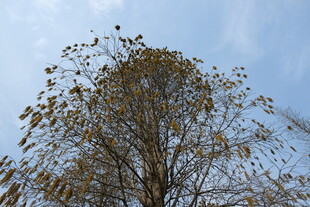 秋日树梢 蓝天相伴