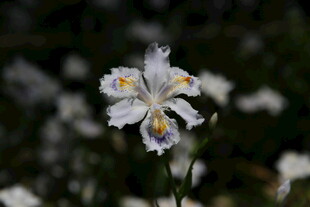 白色鸢尾花特写