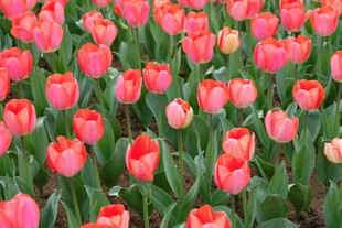 粉色郁金香花海绽放