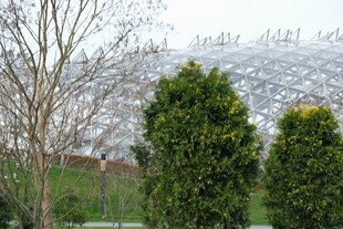 冬日园林景观中的树木