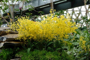 金黄花卉绽放绿意间