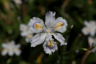 白色鸢尾花特写