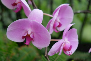 娇艳粉色蝴蝶兰绽放