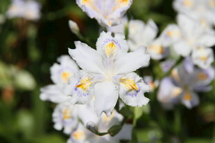 白色鸢尾花绽放