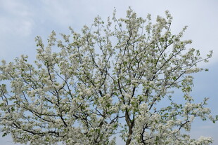 盛开的繁花树木