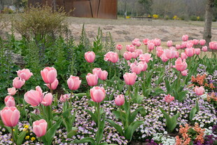 粉色郁金香绽放的花田