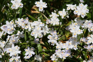 白色小花绽放于绿叶间