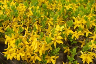 金黄灿烂的丛生花卉