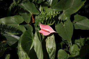 粉色红掌绽放于绿叶间