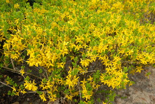 金黄灿烂的繁茂迎春花