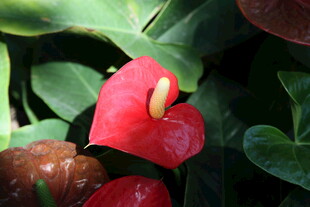 娇艳红掌 绿叶相伴