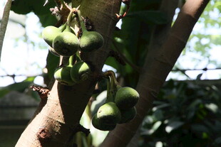 树上挂着的青绿色果实