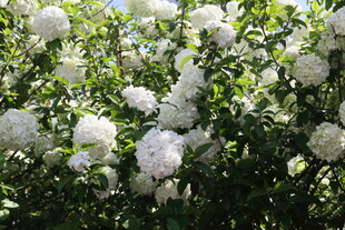 洁白绣球花绽放于绿叶间