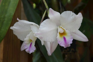 优雅白色兰花绽放