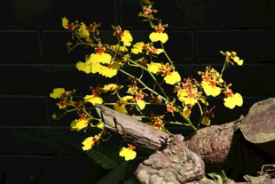 黄花石斛与石相伴景致