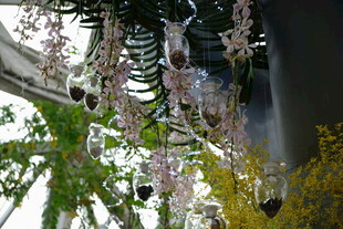 垂挂的紫色花卉植物