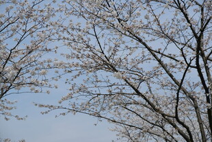 春日繁花满枝的树木