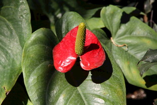 红掌花朵与绿叶特写