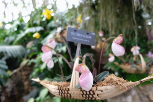 猪笼草盆栽展示于绿植间