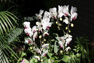 优雅绽放的美丽蝴蝶兰