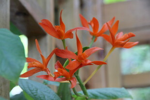 橙红色五角星状美丽花卉