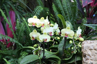 优雅绽放的白色蝴蝶兰