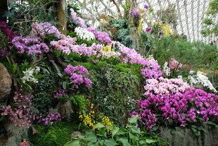 繁花似锦的美丽花园
