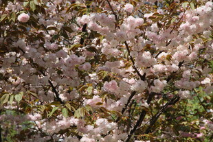 盛开的粉色繁花