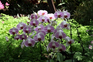 花园中的粉紫色美丽花卉