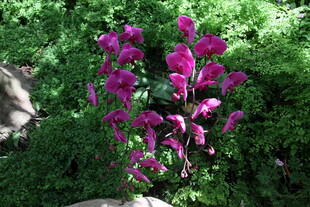 紫色花卉绽放于绿意间