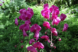 艳丽垂吊紫花绽放