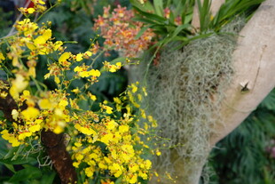 枝头黄花与附生苔藓景观