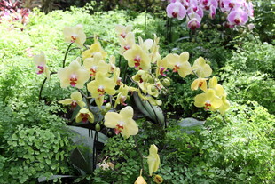 黄色兰花绽放于绿植间