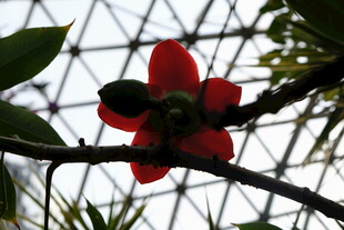 娇艳木棉花绽放枝头