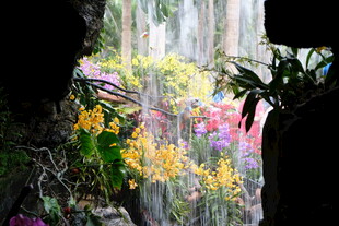 繁花盛开的梦幻植物景观