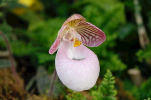 优雅兜兰绽放于绿意间