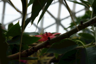 温室中绽放的艳丽花卉