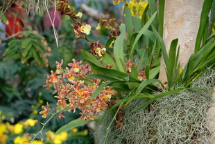 多彩兰花绽放于绿植间