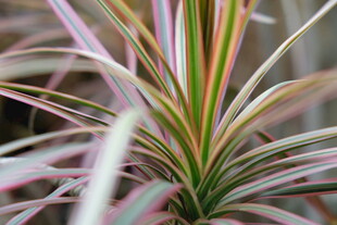 多彩条纹吊兰特写