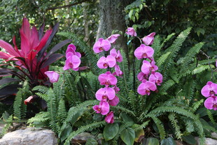 娇艳紫色兰花绽放于绿植间