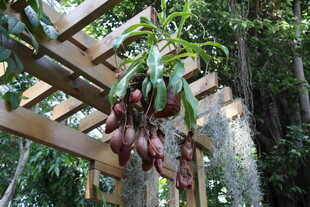 棚架下悬挂的紫皮果实