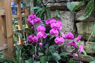 娇艳紫兰绽放于绿植间