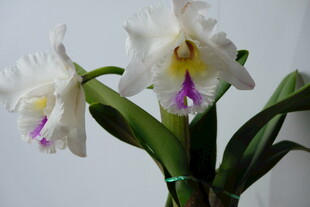 白色卡特兰绽放