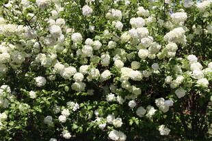 白色繁花绽放的绿色灌木丛